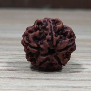 5 mukhi Nepal Rudraksha, Natural and Certified Five Mukhi Nepal Rudraksha, Natural Prayer Beads, Effective & brown Color Five Face Rudraksha