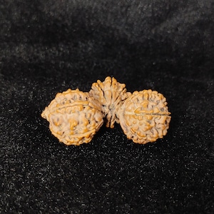 Trijuti Rudraksha Bead, 100% Natural and Certified Loose Nepal Origin Trijuti Rudraksha, Prayer Bead, 40mm Rare Rudraksha Bead