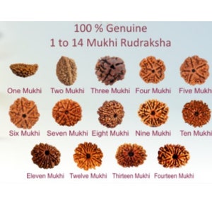 100% Genuine 1 to 14 Mukhi Rudraksha, Nepal Beads Rudraksha