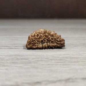 1 mukhi rudraksha/one face original rudraksha loose rudraksha with reputed lab certificate, prayer rudraksha bead, Cashew nut Shape