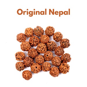 Four Face Rudraksha- 100% Natural and Certified From Reputed Lab Nepal Four, 4 Mukhi/Face Loose Rudraksha