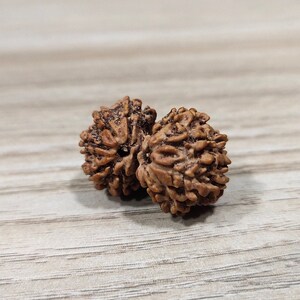Brown Gauri Shankar Rudraksha / Gouri Sankar Rudraksh Nepal Bead Lab Certified (20 MM Approx)