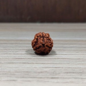 3 Mukhi Rudraksha/  Three Faces Loose Rudraksha For Astrology, Three Mukhi loose Rudraksha, Natural and Certified Nepali Rudraksha