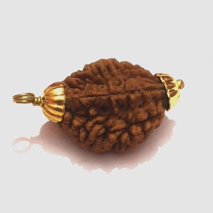 Two Mukhi/ Face Rudraksha Pendant, 100% Natural Certified Himalayan 2 Mukhi/ Face Rudraksha Pendant in Panchdhatu, 925 Sterling Silver, Gold