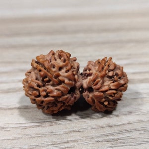 Gauri Shankar Rudraksha / Gouri Sankar Rudraksh Nepal Bead Lab Certified Prayer Bead Rudraksha