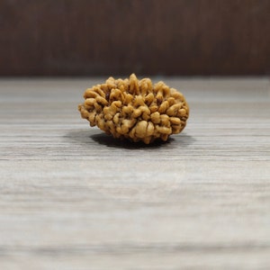 2 mukhi rudraksha/Two face original rudraksha loose rudraksha with Silver Pendant, reputed lab certificate, prayer rudraksha bead