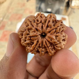 9 Mukhi Rudraksha - Authentic Nine Face Rudraksha for Spiritual Healing, Nepal Origin Rudraksha Bead, Certified Rudraksha Bead