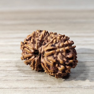 Nepal Gauri Shankar Rudraksha/11 Cara (Mukhi Rudraksha) 15mm (Marrón) Con Certificado de Laboratorio, Cuentas de Oración