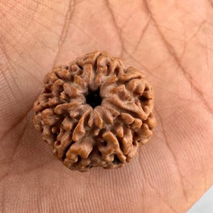 7 Mukhi/Face Rudraksha Bead | Powerful Healing and Protection | Authentic Nepali | Spiritual and Meditation Aid | Premium Quality | Natural