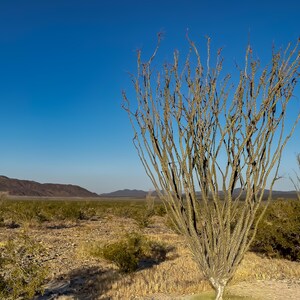 Ocotillo Patch nel Joshua Tree National Park, California