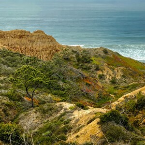 Torrey Pines Preserve, San Diego California