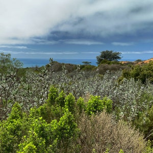 Torrey Pines Preserve, San Diego California