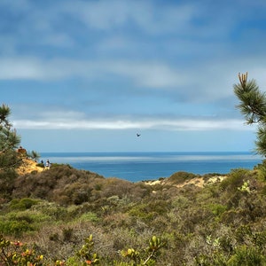 Torrey Pines Preserve, San Diego California
