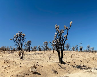 Joshua Trees burned in the Dome Fire, near Las Vegas Nevada