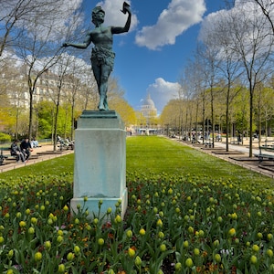 May include: A bronze statue of a man holding an object stands atop a rectangular pedestal in a park. The statue is surrounded by a field of yellow tulips and green grass. In the background, a building with a dome is visible under a blue sky with clouds.