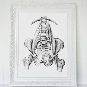 Anterior Pelvis: Birth/Doula Art Printable