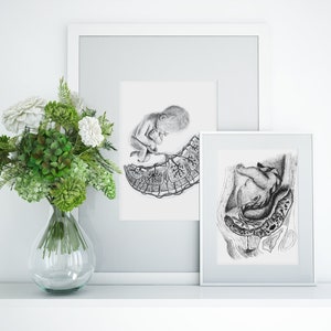 Unborn Child & Placenta