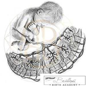 Complete Download of 36 Illustrations