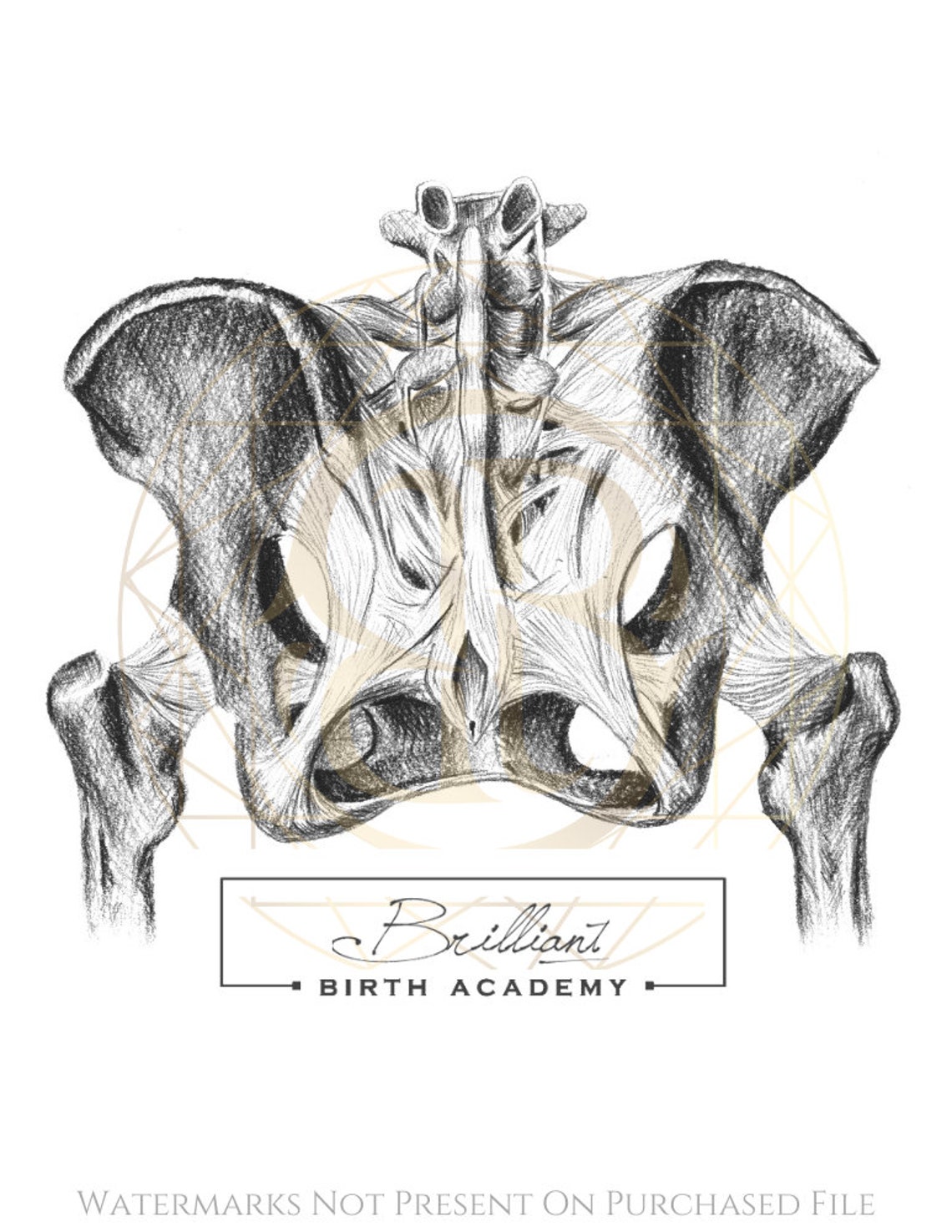 Posterior Pelvis Etsy