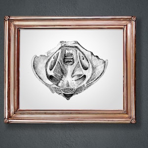 Pelvic Floor: Birth/Doula Art Printable