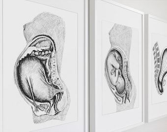 以下が含まれることがあります： 妊娠中の人の体の解剖学的イラストが3つあり、それぞれ異なる発達段階の胎児が描かれています。イラストは白黒です。