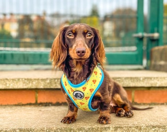 May include: A brown dachshund wearing a yellow and blue dog harness with a fox print. The harness has a blue buckle and a small black tag with white text.