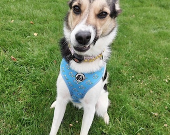 May include: A black and white dog wearing a blue and white patterned harness with a flower design. The dog is sitting on green grass.