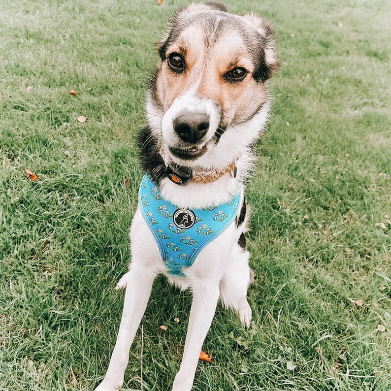 May include: A dog wearing a blue harness with a white and yellow floral pattern. The dog has a brown and white coat and is sitting on green grass. The harness has a black buckle and a circular tag with a dog silhouette.