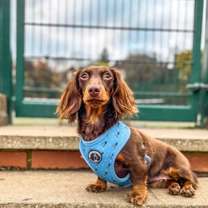 May include: A brown dachshund dog wearing a light blue harness with a black and white pattern. The harness has a logo on the front. The dog is sitting on a concrete step in front of a green gate.