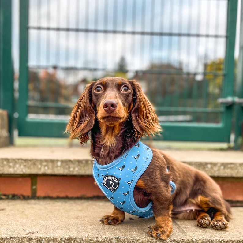 May include: A brown dachshund dog wearing a light blue harness with a black and white pattern. The harness has a logo on the front. The dog is sitting on a concrete step in front of a green gate.