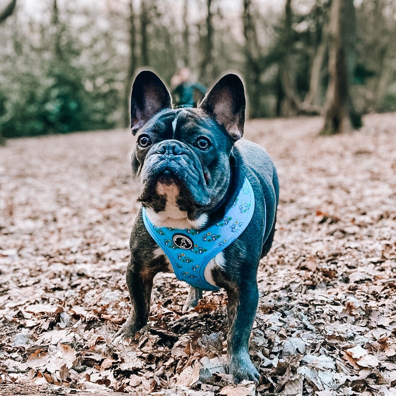 May include: A blue brindle French Bulldog wearing a light blue harness with a mushroom pattern. The dog is standing on a bed of fallen leaves in a wooded area. The harness has a small logo.