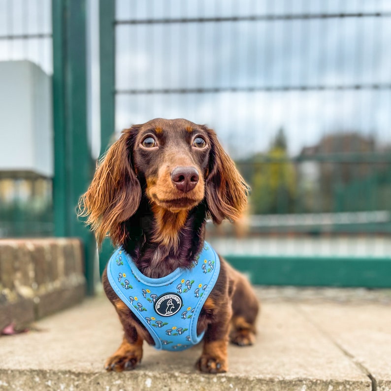 May include: A long-haired dachshund dog with brown fur and a light blue harness. The harness features a pattern of yellow flowers and mushrooms. The dog is sitting on a concrete ledge, looking directly at the camera.