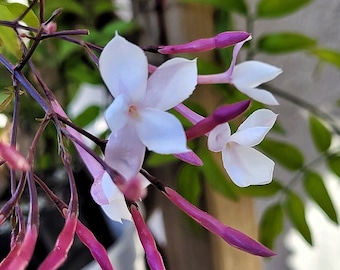 Jasmine Live Plant (Mini One Stem in 2" Pot) California Grown | Zone 8,9,10