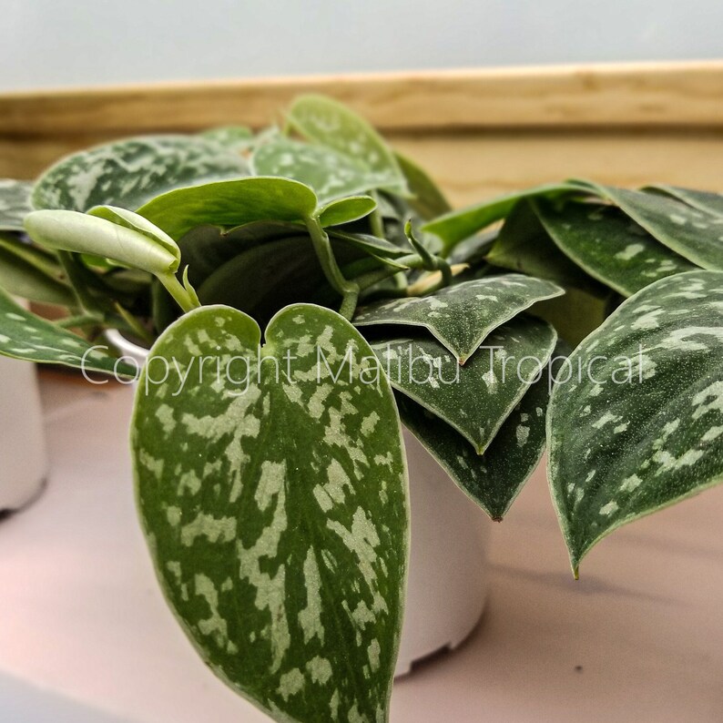 Scindapsus Pictus Silver Splash 4 Pot | Etsy