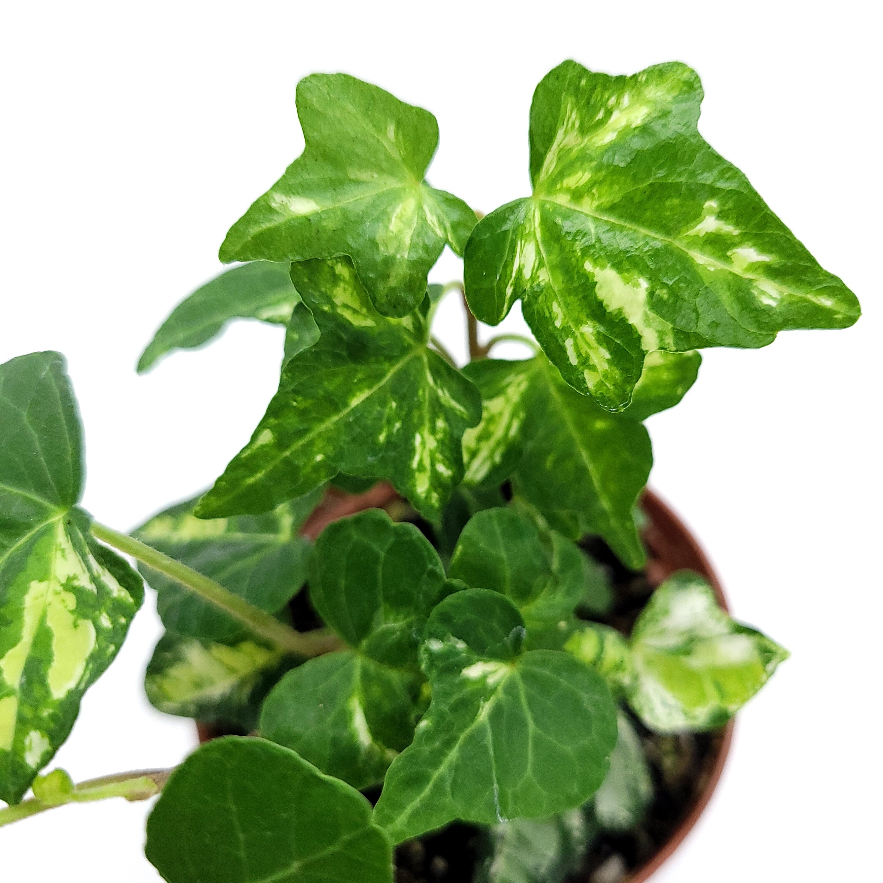 Variegated Mint Kolibri English Ivy Hedera helix Live Plant Etsy