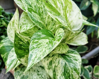Marble Queen Pothos 4" Pot A beautiful Indoor Houseplant (Ships From California)