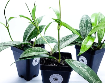 Hoya Pubicalyx Splash Live Indoor Houseplant 2.5" Pot - California Grown