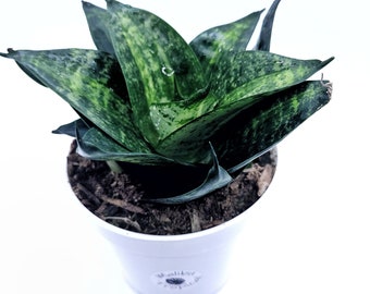 Sansevieria Tiger Star live Succulent Snake Plant 4" Pot (California Grown)