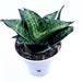 see more listings in the Succulents & Cactus section