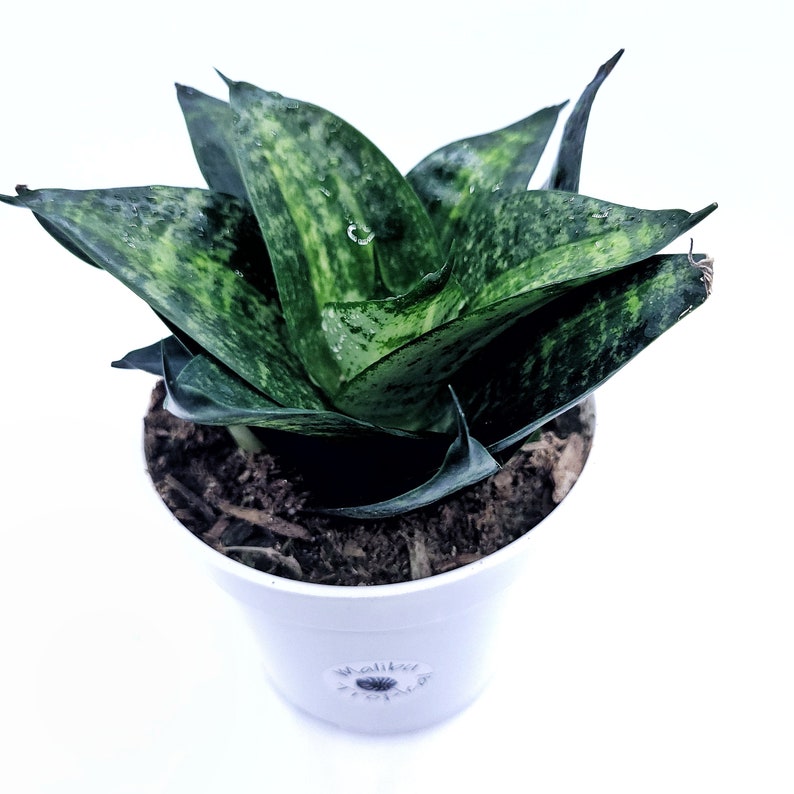 Sansevieria Tiger Star live Succulent Snake Plant 4 Pot California Grown image 1