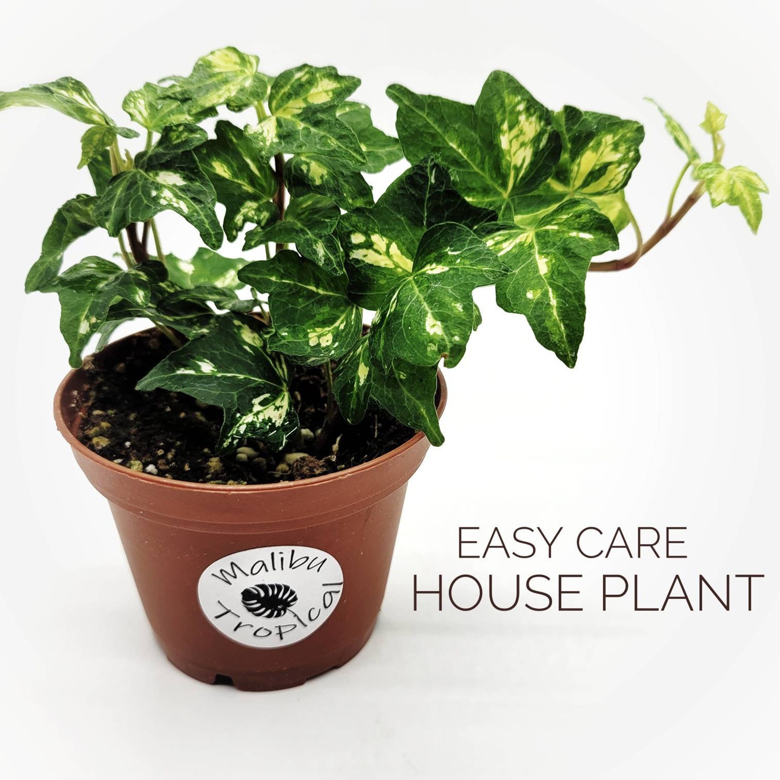 Variegated Mint Kolibri English Ivy Hedera helix Live Plant Etsy