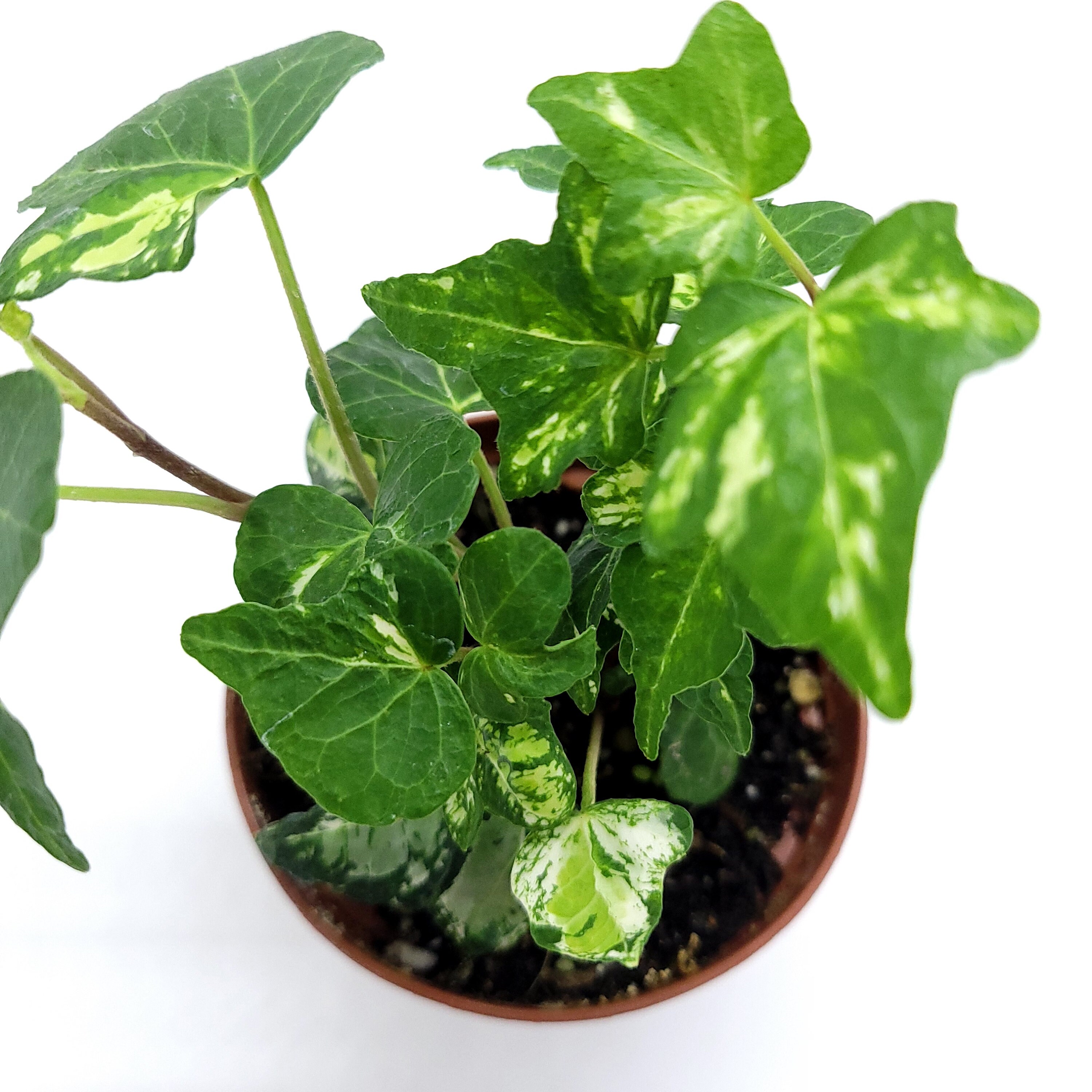 Variegated Mint Kolibri English Ivy Hedera helix Live Plant Etsy