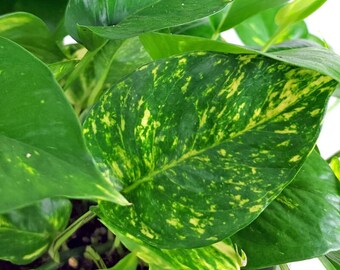 Golden Pothos 4" Pot A beautiful Indoor Houseplant (Ships From California)