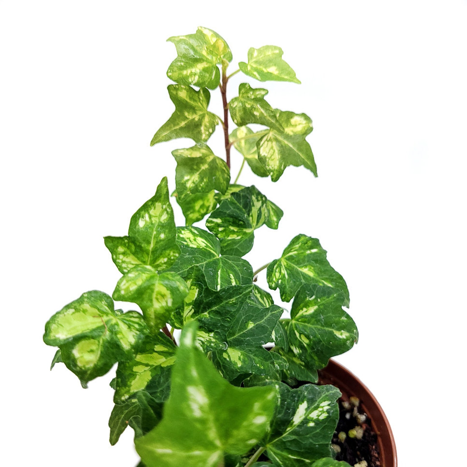 Variegated Mint Kolibri English Ivy Hedera helix Live Plant Etsy