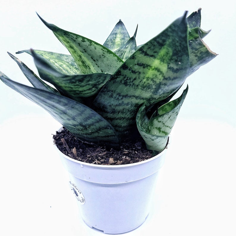 Sansevieria Tiger Star live Succulent Snake Plant 4 Pot California Grown image 3