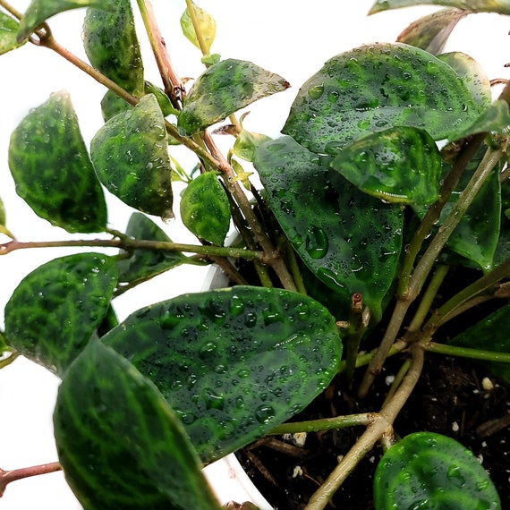 Lipstick Black Pagoda Cuttings X1 Ships Rooted Stem Etsy