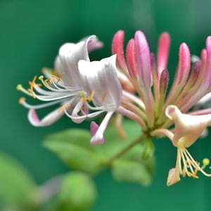 Japanese Honeysuckle Live Plant Fragrant Flowers Purple Leaves  (Ships From California Nursery) Mini Starter Live Plant in 2" Pot