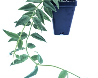 Hoya Bella live houseplant  2.5" Pot (Hoya Lanceolata) Ships From California