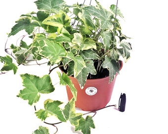 Variegated English Ivy Plant or Hedera Helix Common Ivy Available in 4" and 6" Pot | Healthy Houseplant Ships from CA