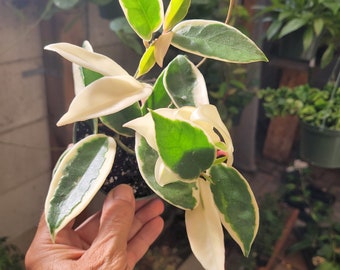 Tricolor Hoya Krimson Queen One Stem 4" Pot - Live Hoya Wax Plant - California Grown